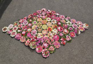 Blumenteppich der MiGo-Familien